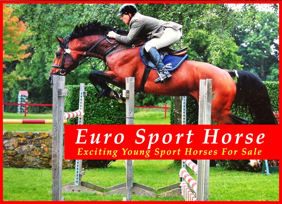 Euro Sport Horses For Sale - Horse All-Rounders