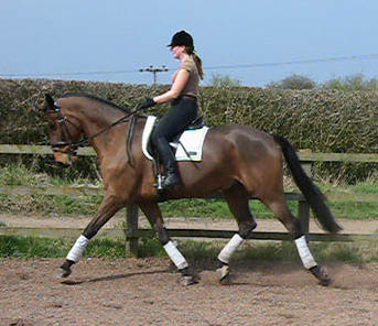 Samantha Morrison - Dressage Rider