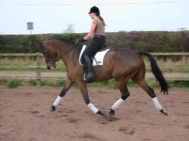 Samantha Morrison - Dressage Rider