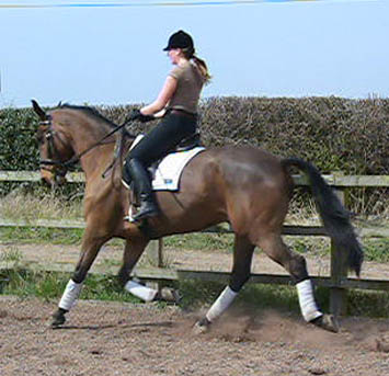 Samantha Morrison - Dressage Rider