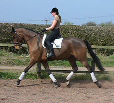 Samantha Morrison - Dressage Rider