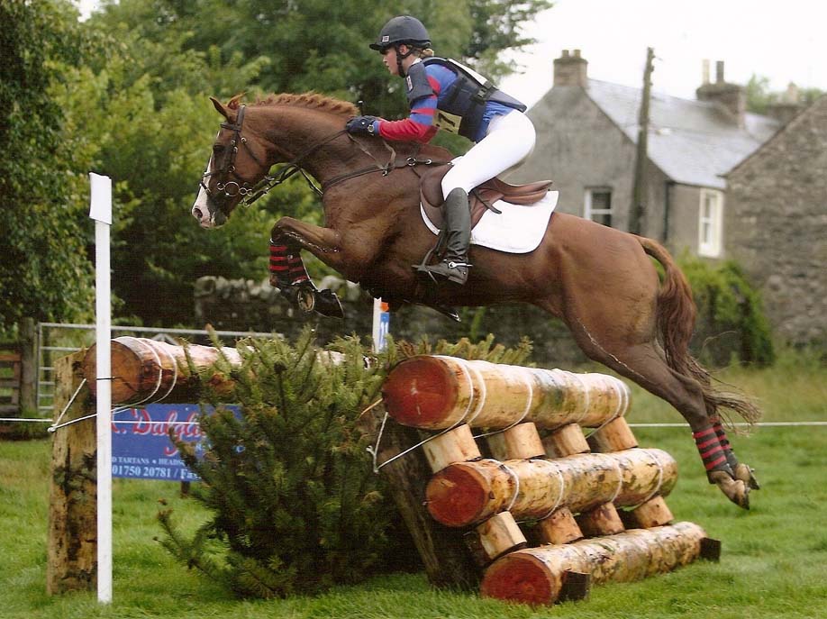 14.2hh Pony For Sale