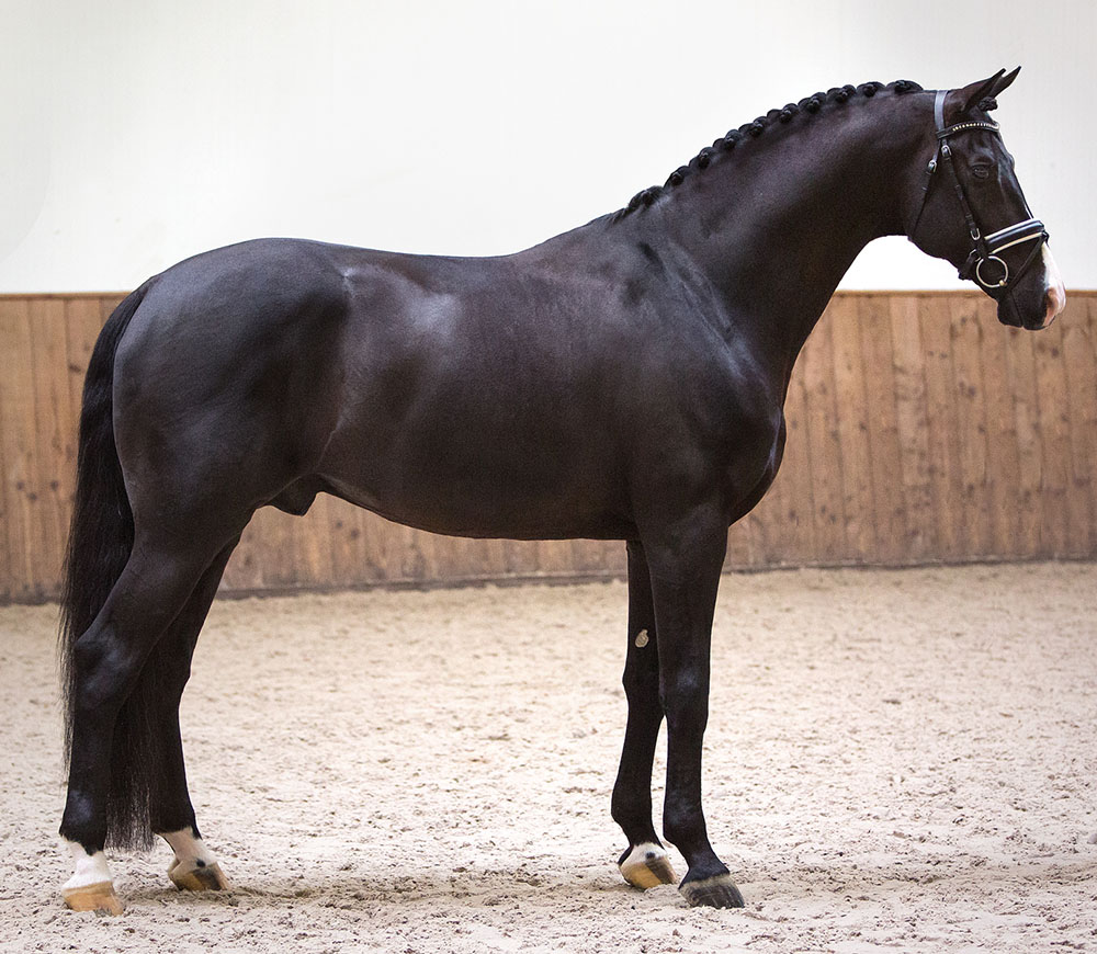 Everdale - Dressage Stallion