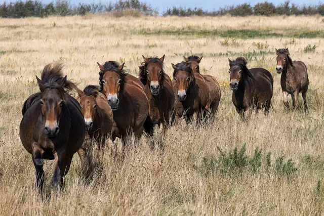 Exmoor Ponies For Sale