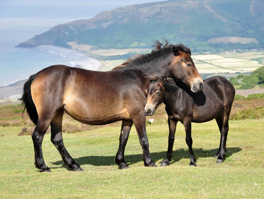 Exmoor Pony Zinn Anstecker handgemacht in Cornwall 
