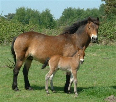 Exmoor Pony