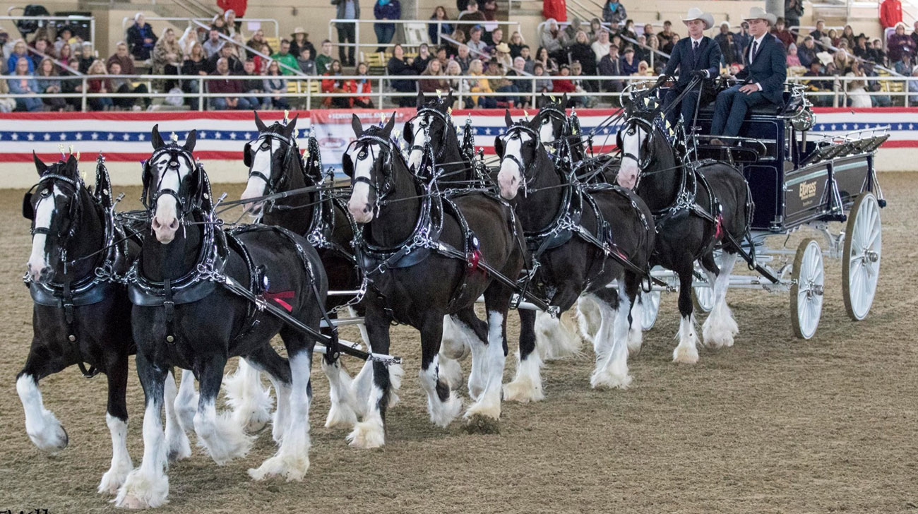 Express Clydesdales Rose Parade Presentation