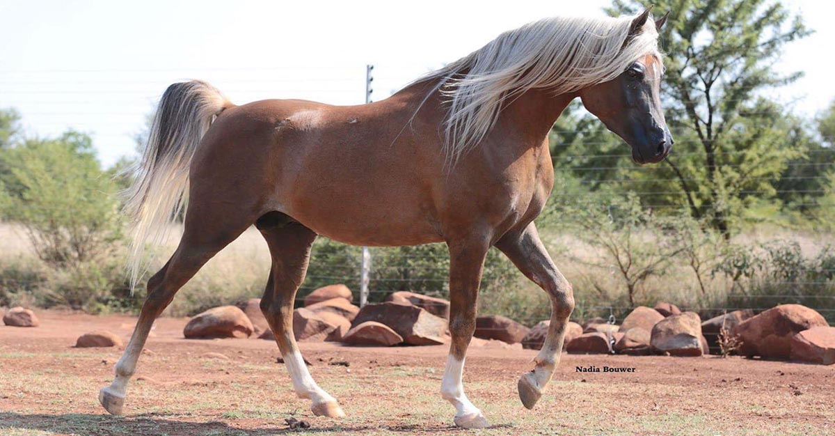 Arabian Horse, FS Huckleberry Finn (Magic Dream Cahr x BF Renaissance)