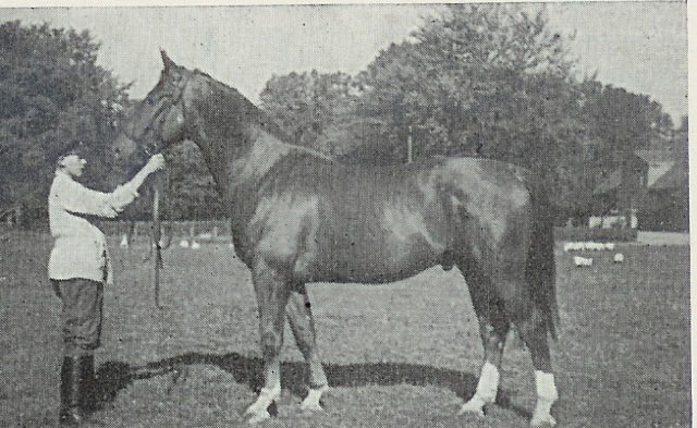 Fachmann - Stallion