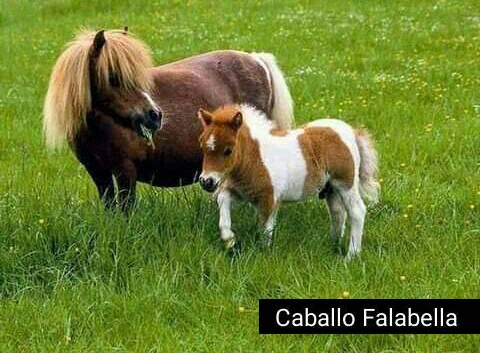 Falabella Horses