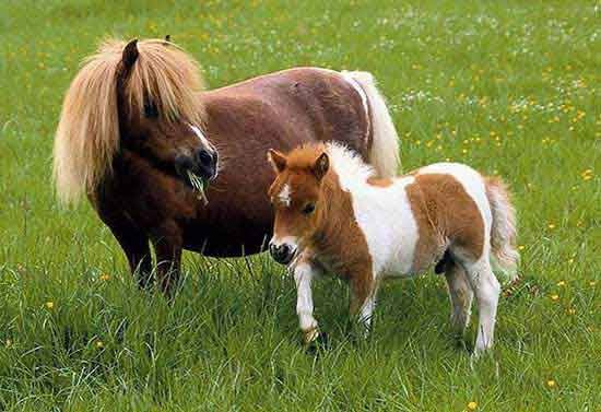 Falabella Ponies