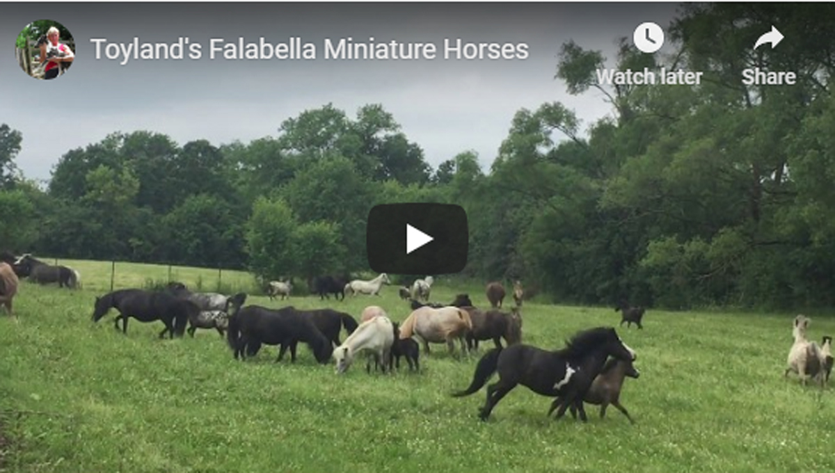 Toylands Falabella Miniature Horses