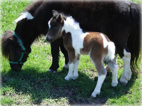 Falabella Ponies