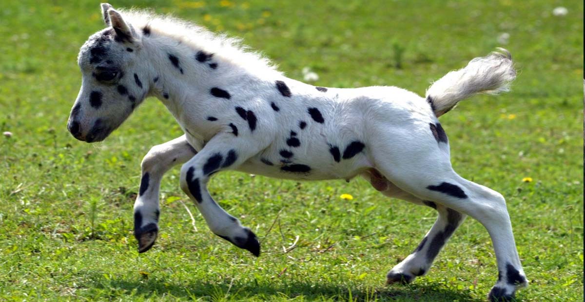 Falabella Appaloosa Foals