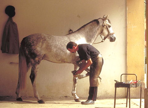 Horse Farrier