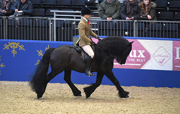 Fell Ponies For Sale