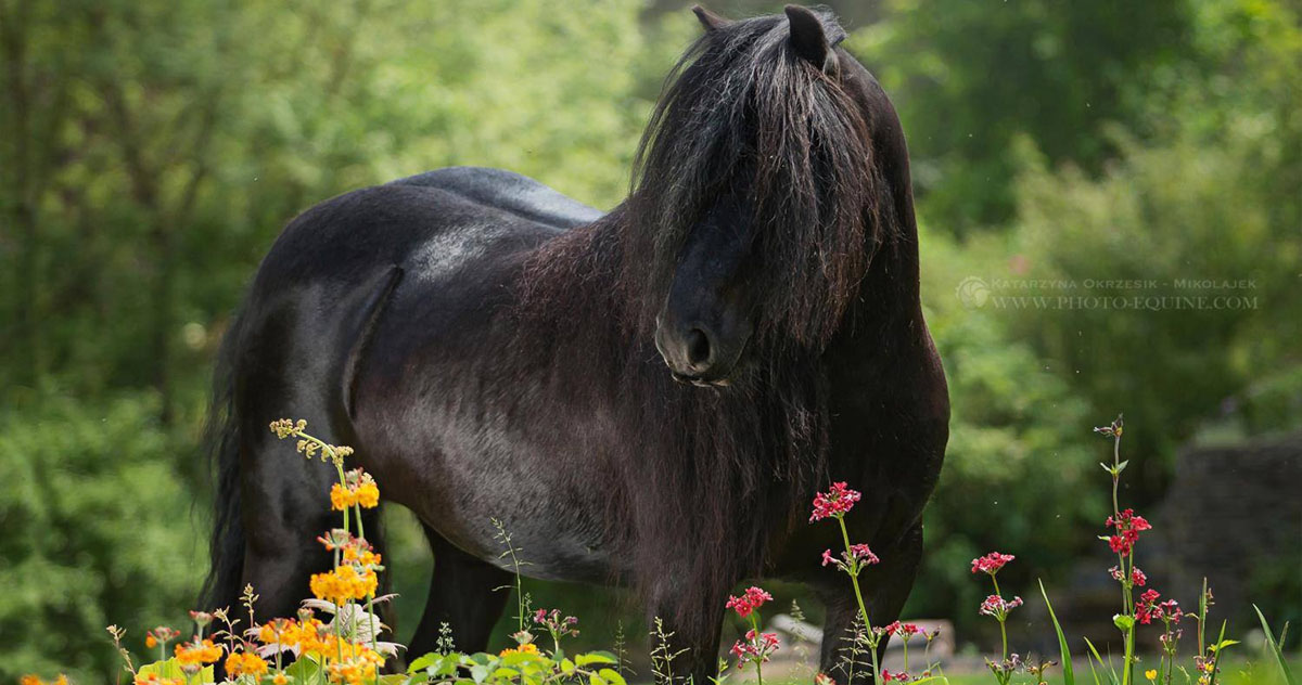 Fell Ponies - Breeds of Horses With Pictures