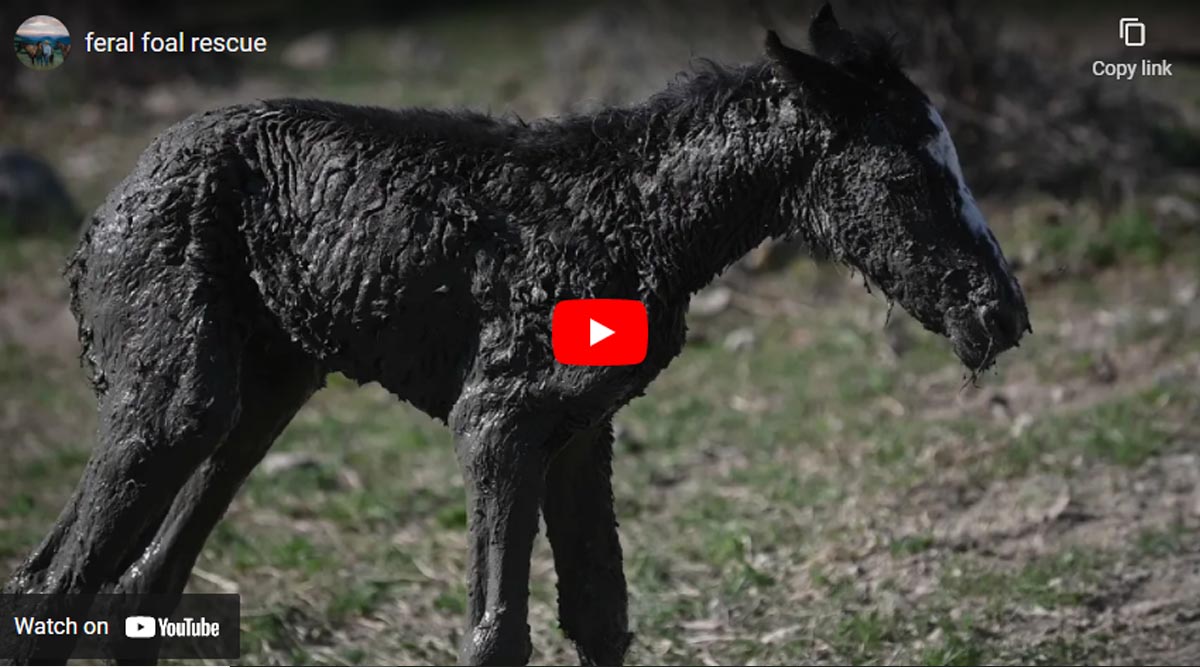 The Rescue Of A Feral Foal