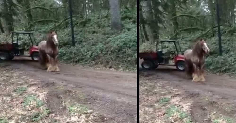 Fergus The Horse Behaves Very Badly When He Gets Loose On The Farm