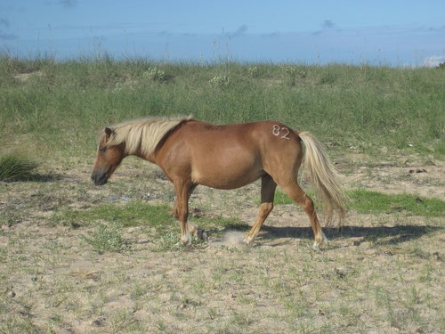 Feral Horse