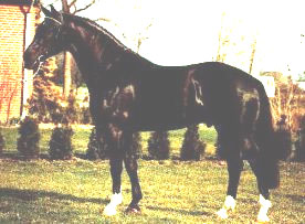 Ferro