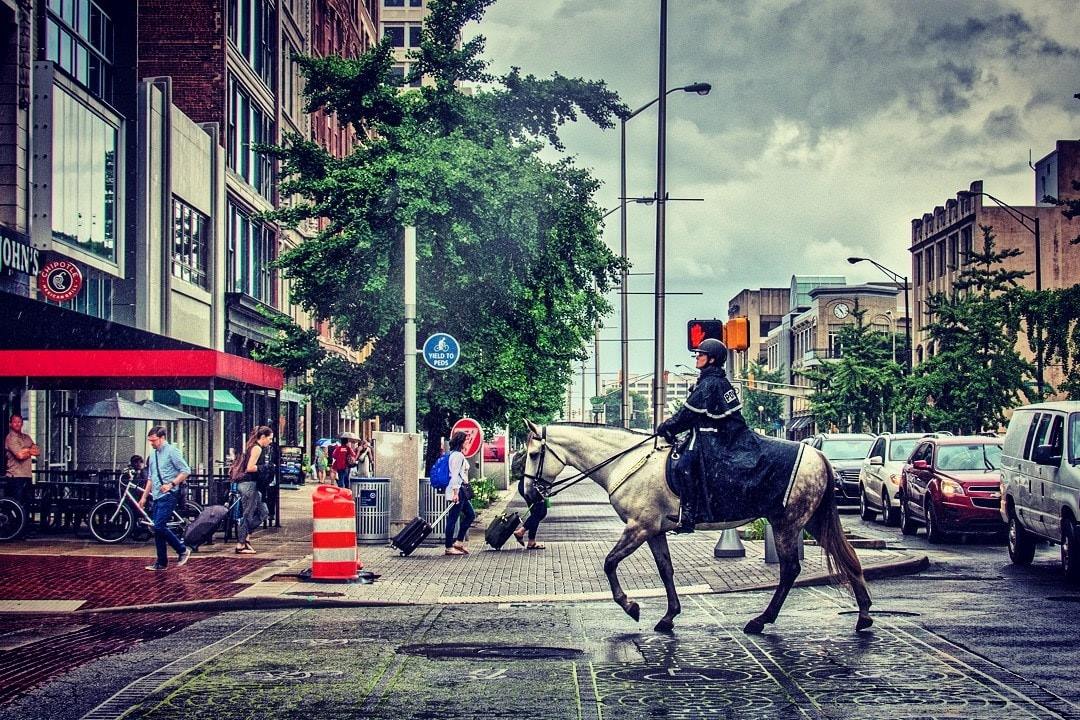 Finnegan The Police Horse - Confidence Comes From Discipline And Training