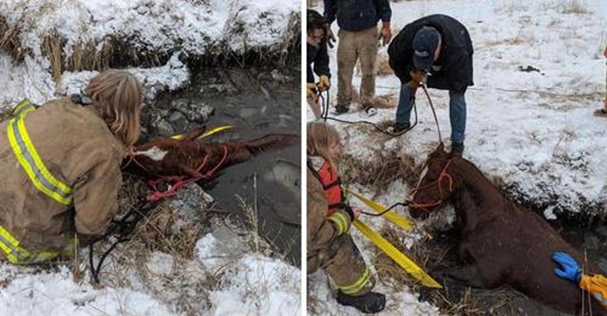 Firefighters Work For 7 Hours To Save Horse Trapped In Frozen Canal
