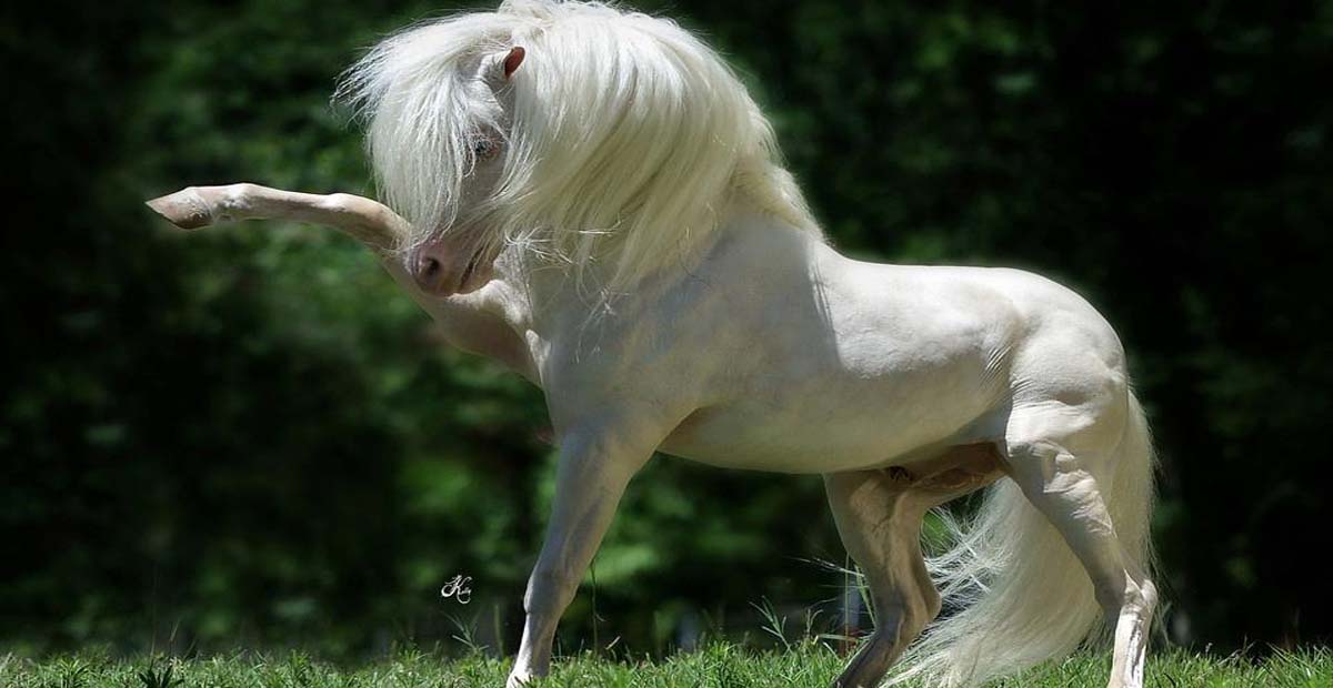 American Miniature Horse Stallion - First Knights Billy Idol @Limestone Miniature Horses