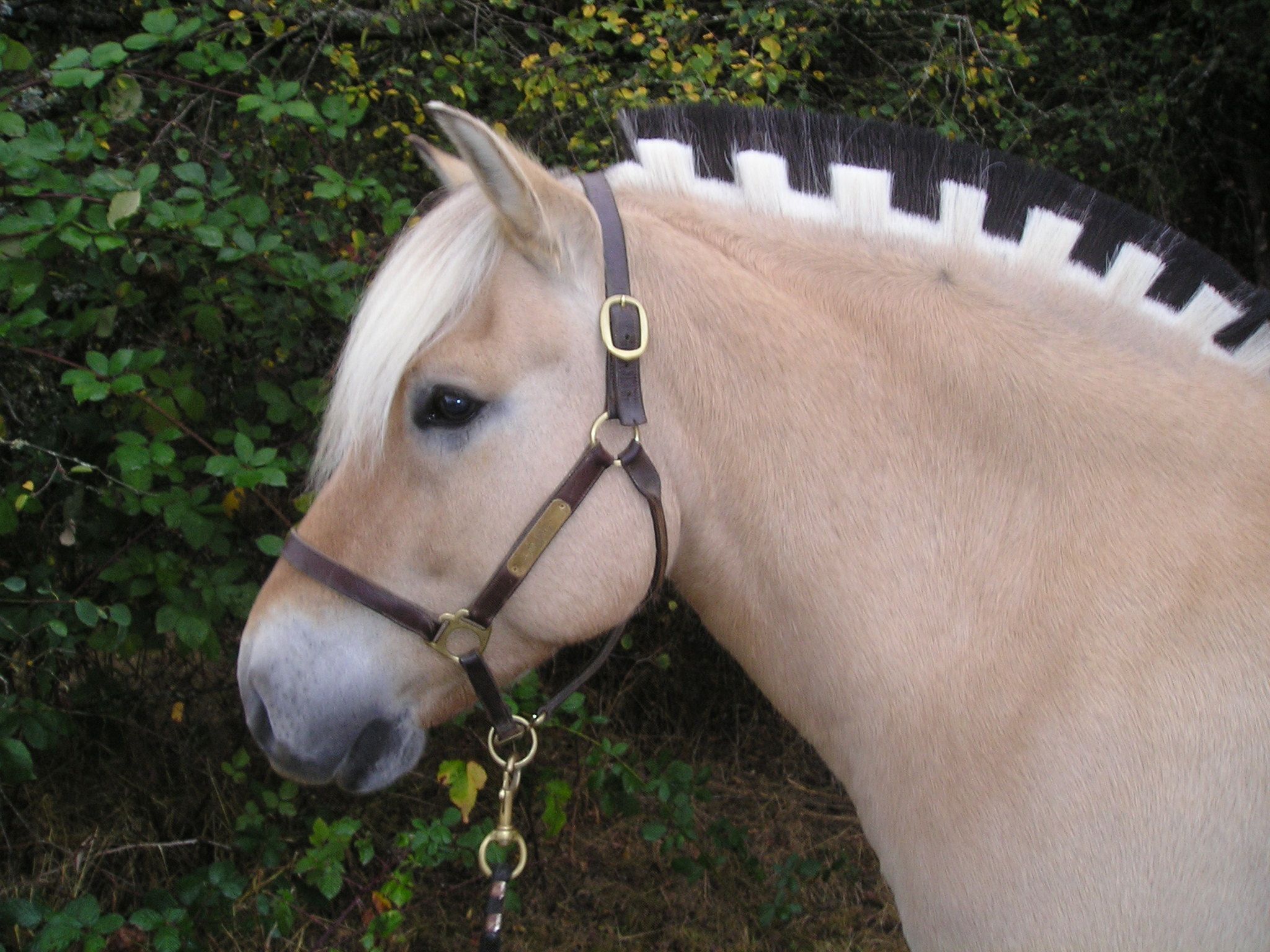 Fjord Horses