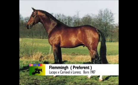 Flemmingh - Warmblood Stallion