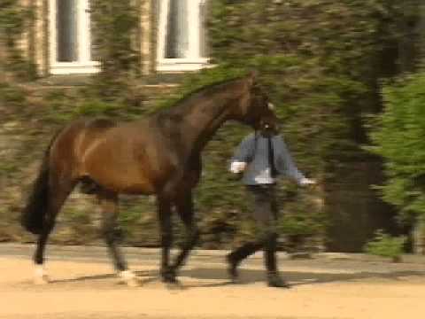 Florestan I Dressage Stallion