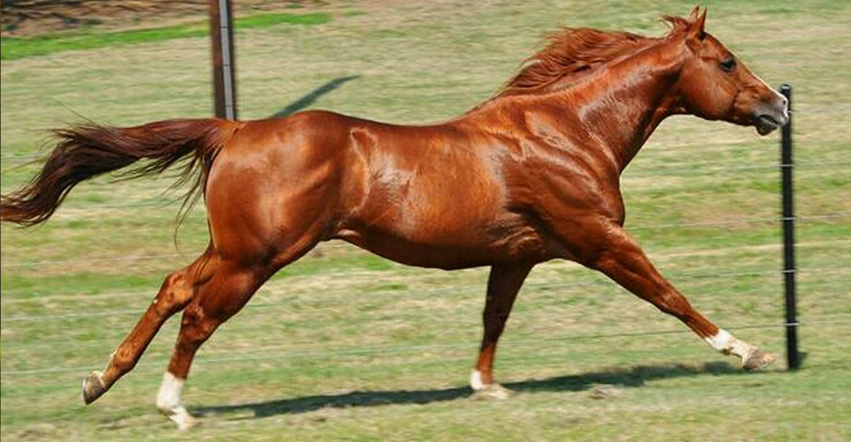 Fly The Red Eye, Quarter Horse Stallion, Texas