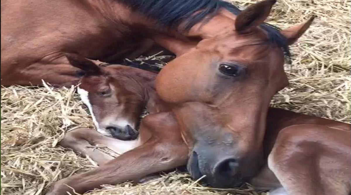 Foal Adoption