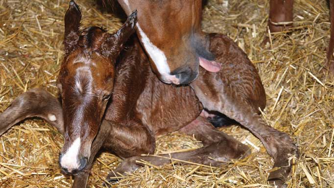 Foal being born @ Genesis Arabians