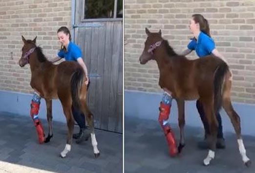 Poor foal trying to recover from a broken leg