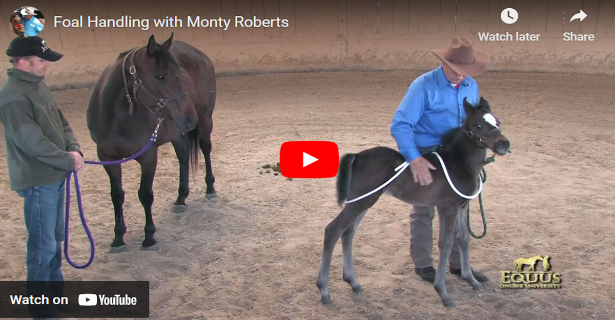 Foal Handling with Monty Roberts