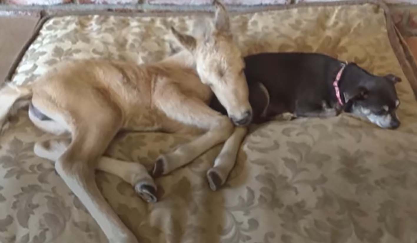 Orphaned Mini Horse Grows Up In A House Full Of Dogs