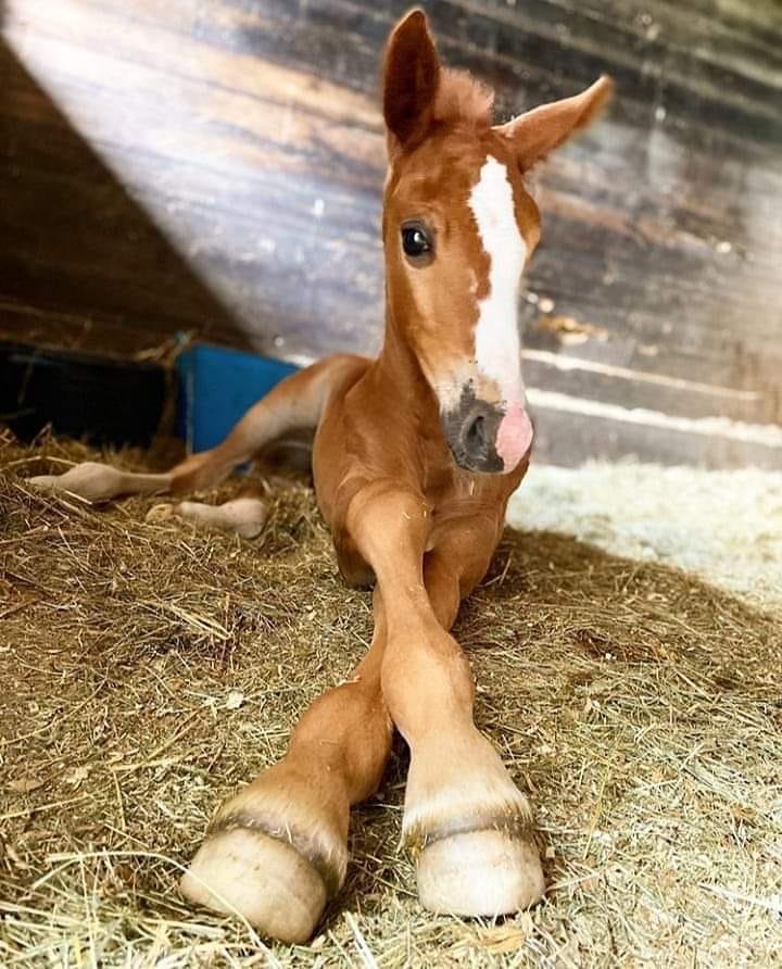 The Cutest Baby Equines on The Planet