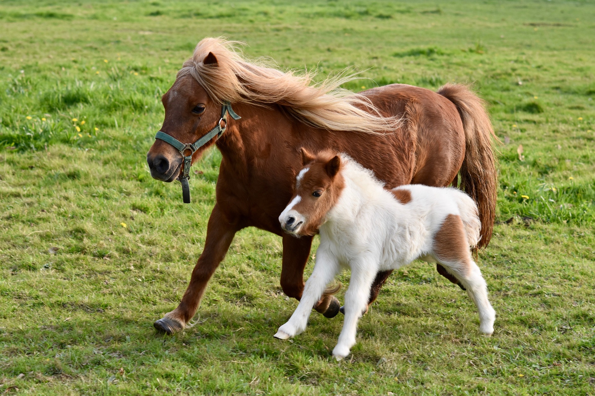 The Cutest Baby Equines on The Planet