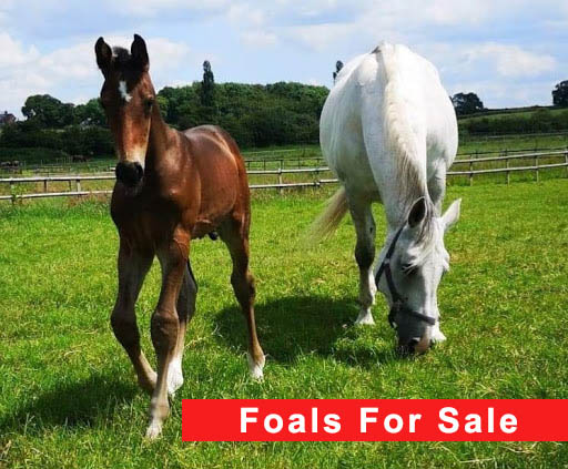 Foals For Sale