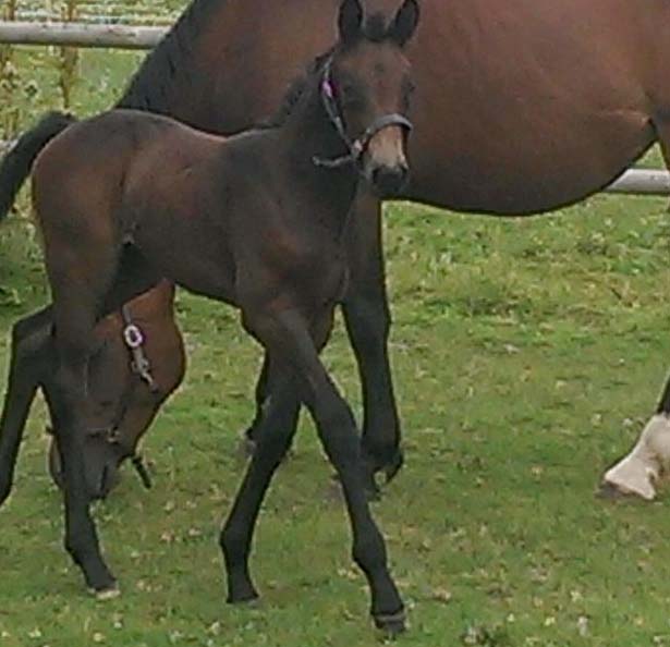 Foals For Sale