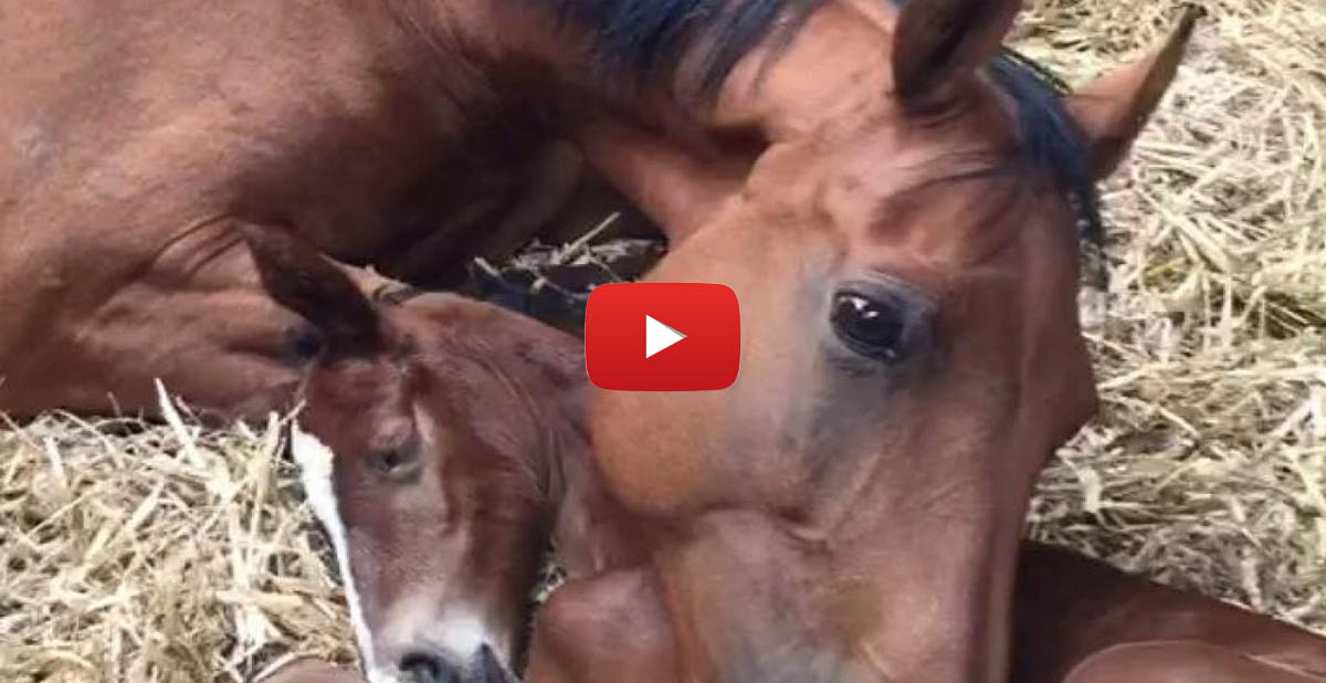 Foster Mare Takes Care Of Orphaned Foal