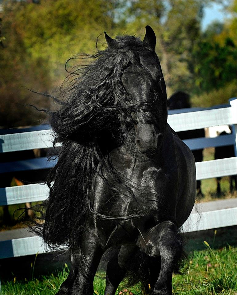 The Most Handsome Horse In The World - @Frederik The Great