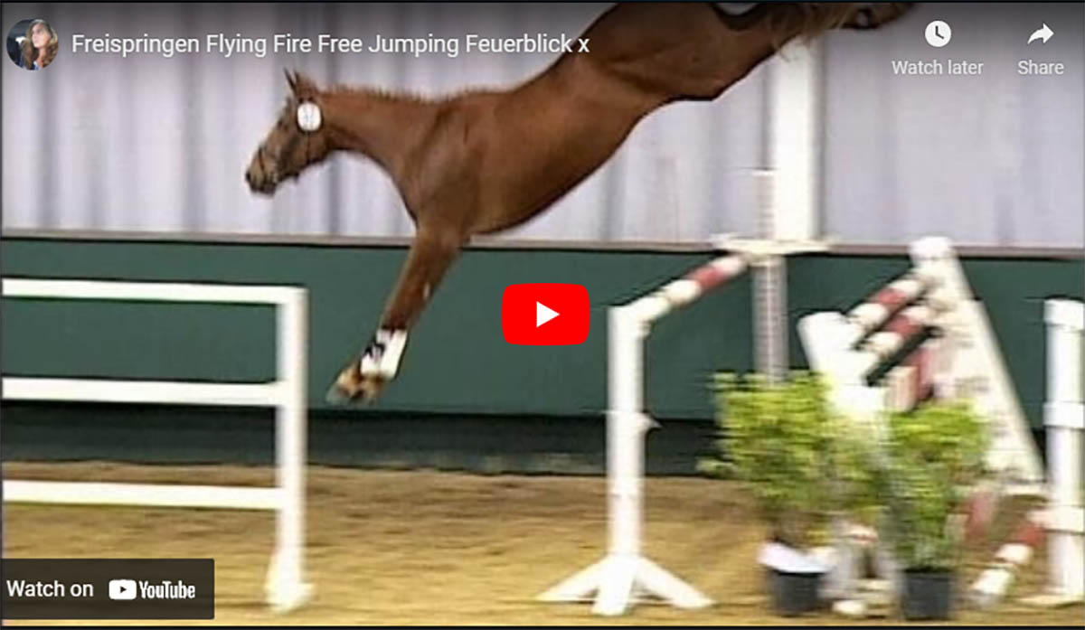 Free Jumping Will Benefit Your Horse