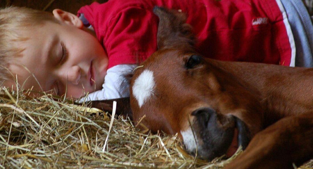 Horses Foals