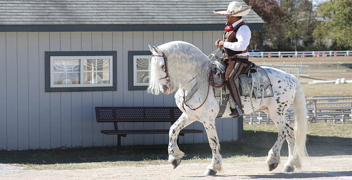 Friesian/Appaloosa Crossbreed Horses - A Unique Combination