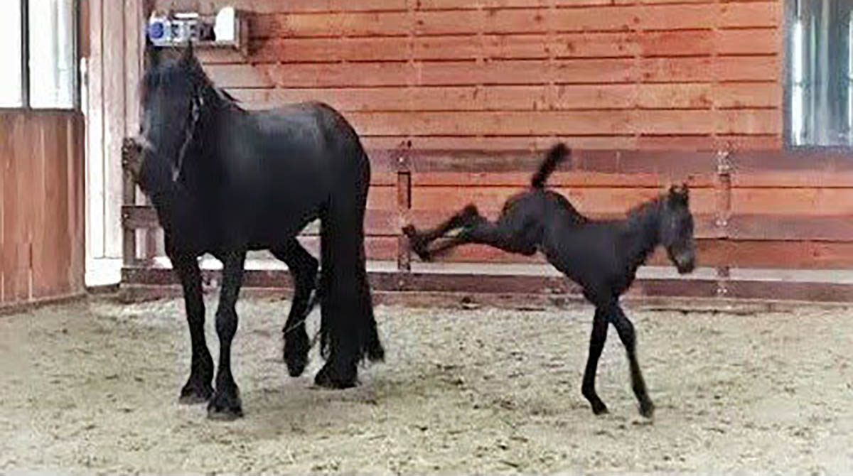 Friesian Foals