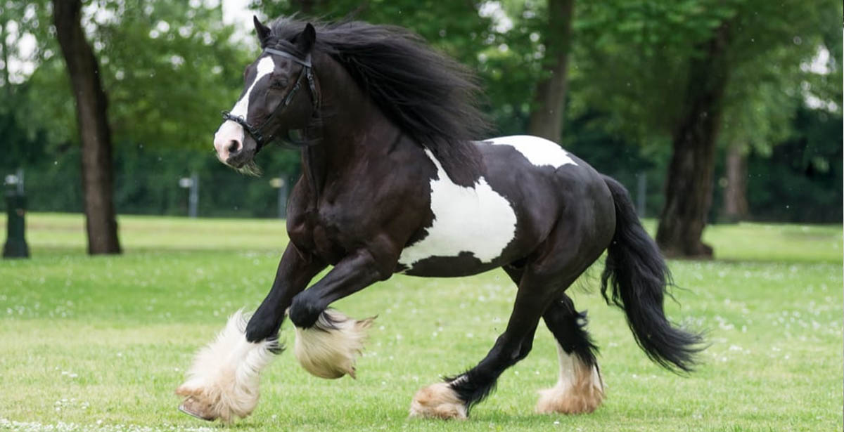 The Majestic Friesian-Gypsy Vanner Crossbreed - A Perfect Union of Grace and Strength