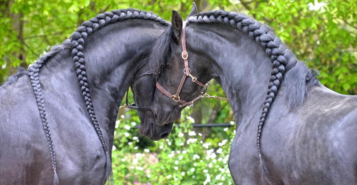 Friesian Horses Hermes