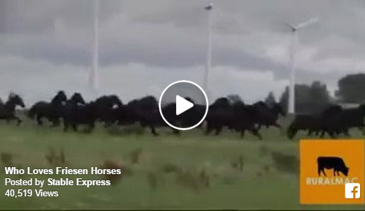 Friesian Horses